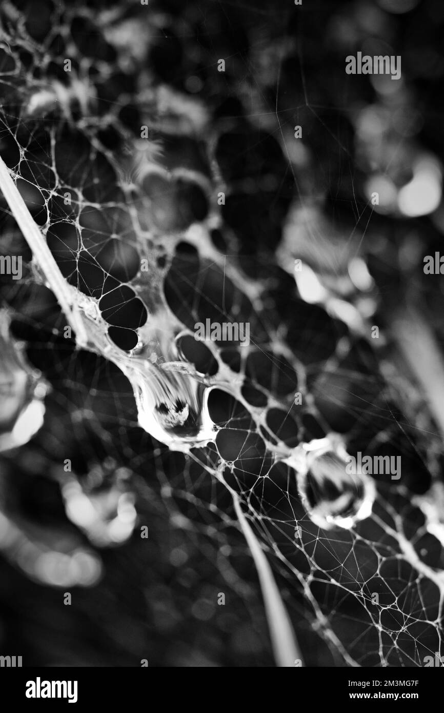 Una foto verticale in bianco e nero di una spiderweb su sfondo sfocato Foto Stock