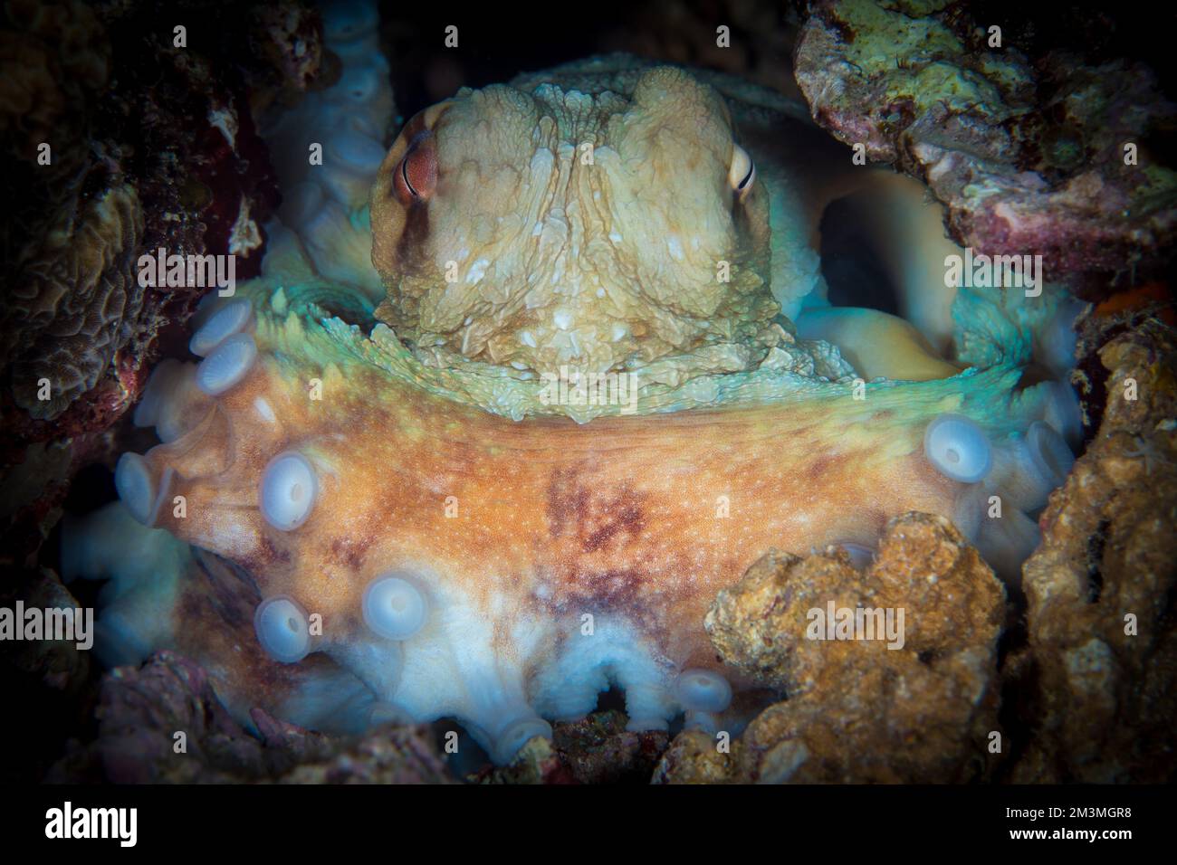 Comportamento degli animali marini - tecniche mimetiche utilizzate sott'acqua per nascondersi dai predatori nell'Oceano Pacifico Foto Stock