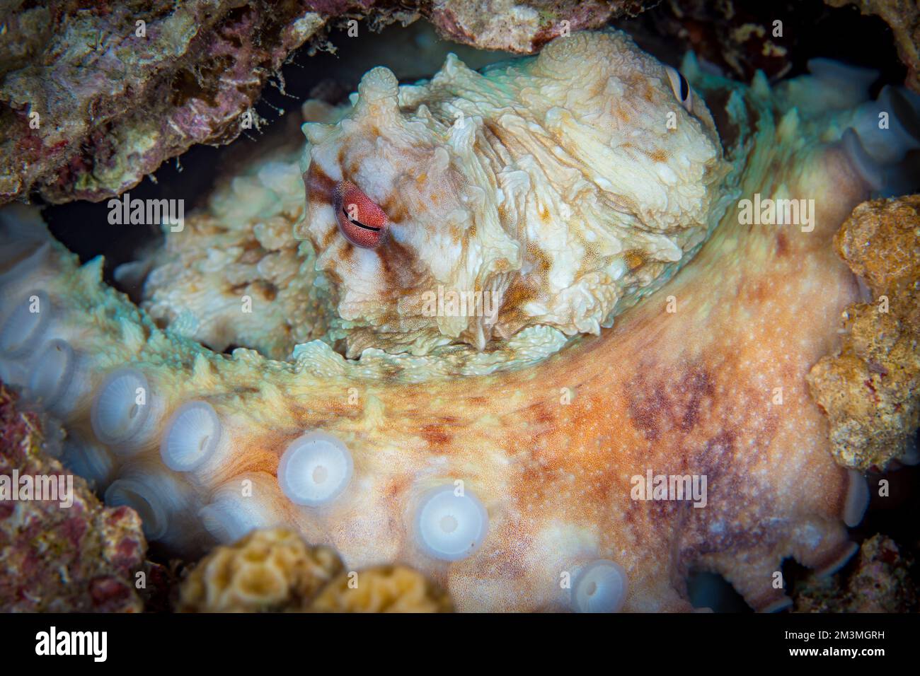 Comportamento degli animali marini - tecniche mimetiche utilizzate sott'acqua per nascondersi dai predatori nell'Oceano Pacifico Foto Stock