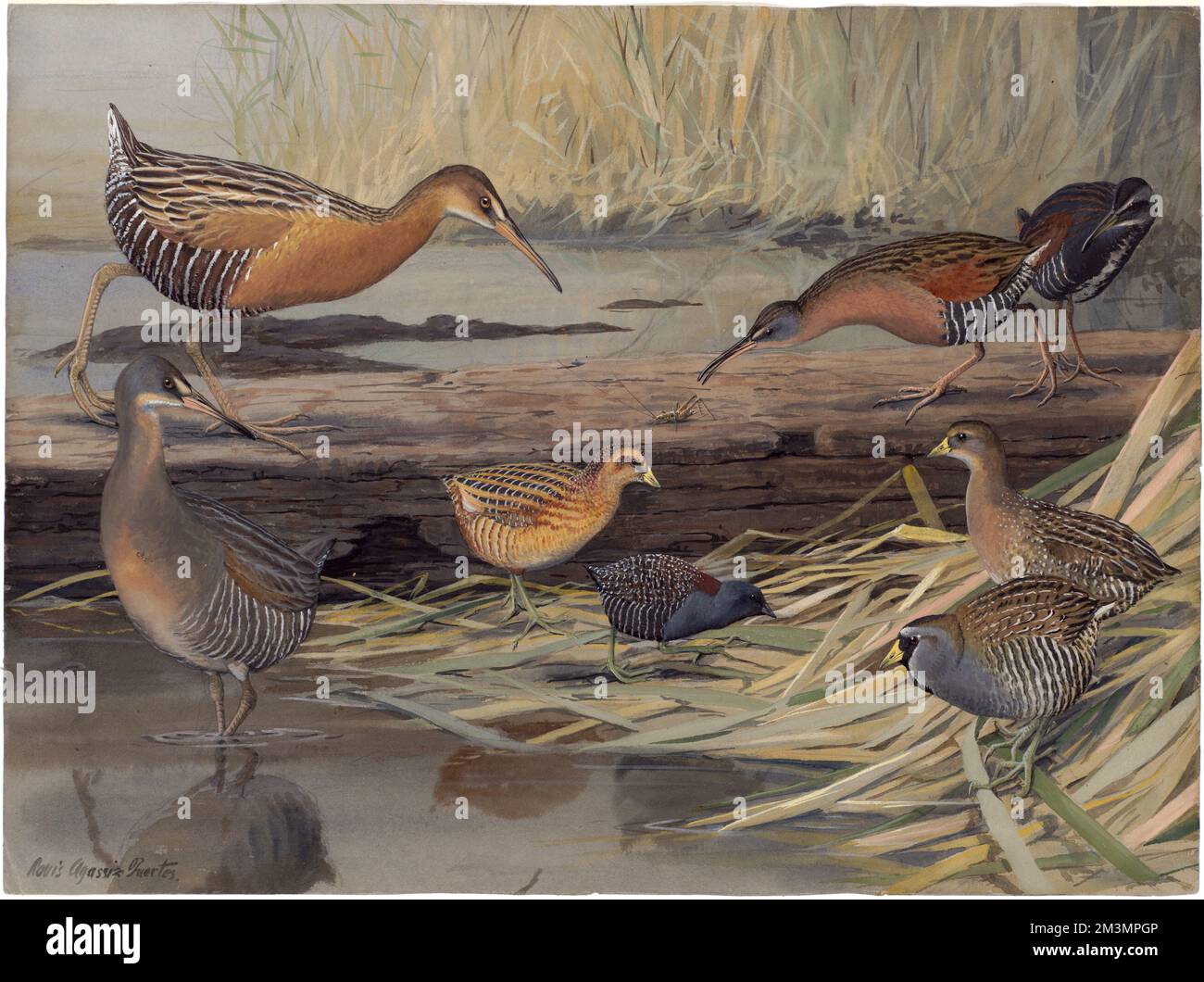 Piastra 23: King Rail, Virginia Rail, Yellow Rail, Black Rail, Clapper Rail, Sora , King rail, Virginia rail, Yellow rail, Black rail, Binario per clapper, Soras Foto Stock