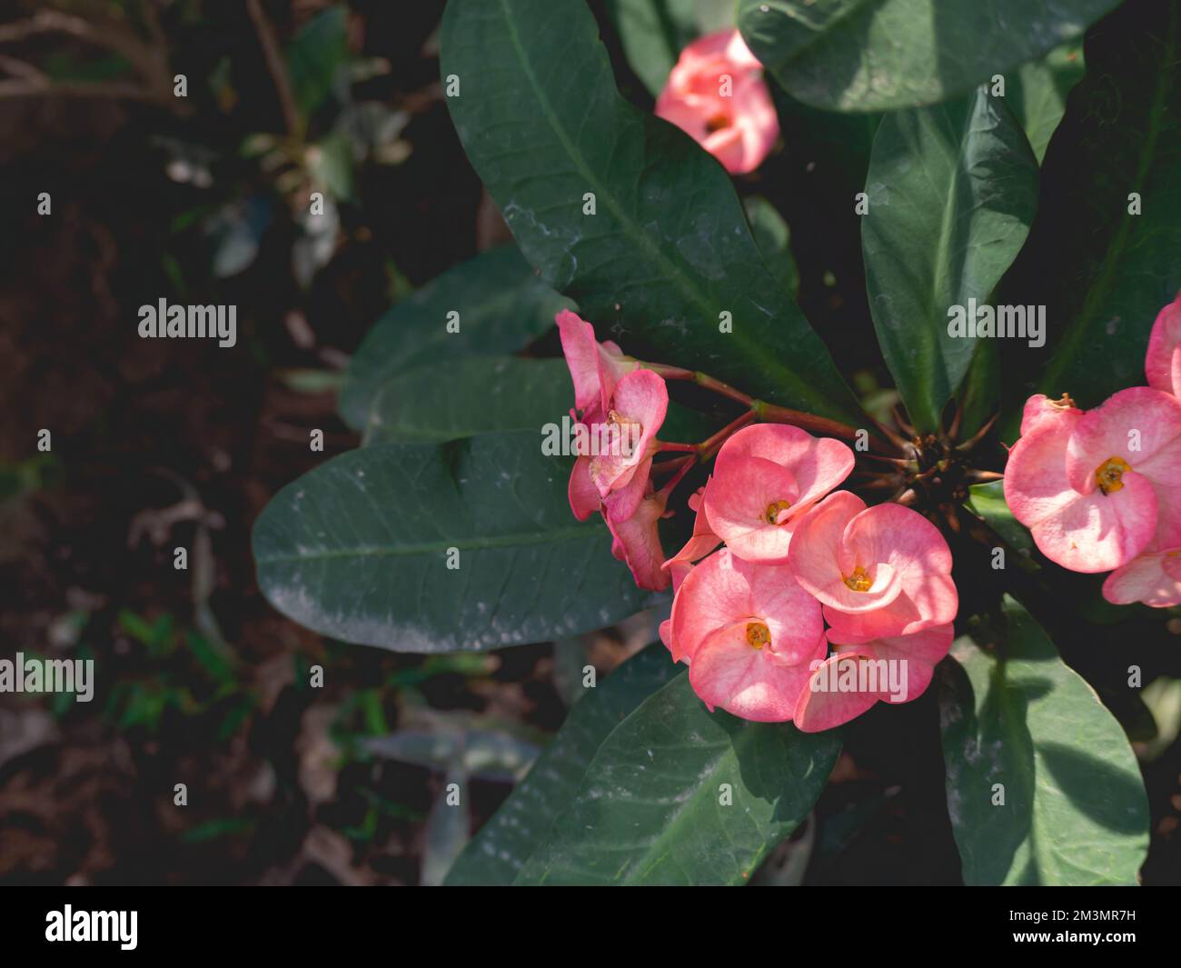 fiori rosa con foglie e natura Foto Stock fiori rosa con foglie e natura Foto Stock