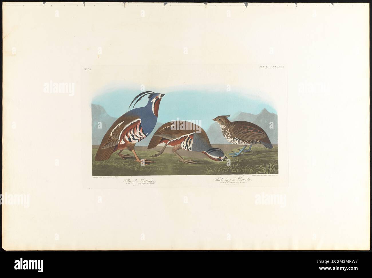 Pernice pumato. Pernice a zampe spesse : Perdix plumifera, Gould. 2. Maschio. 3. Femmina. Perdix neoxenus, Gould. AUD. 1. Presunto giovane maschio. c.1 v.4 Plata 423 , Quaglie, Bobwhites, Quaglia di montagna. Gli uccelli d'America - da disegni originali di John James Audubon Foto Stock