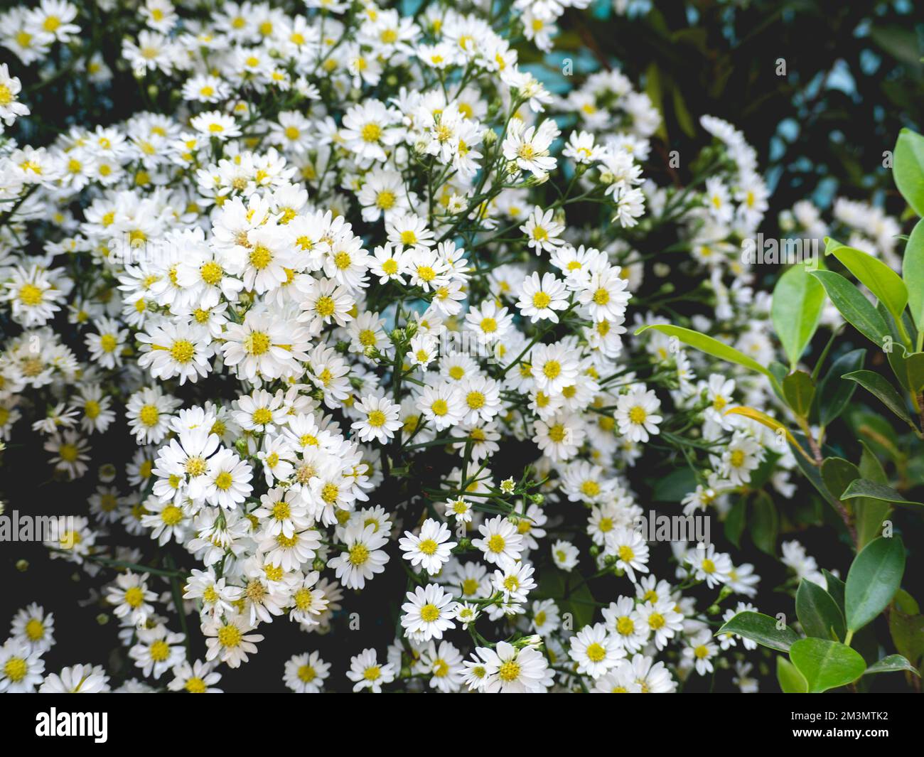 Cespugli e foglie di fiori bianchi e gialli Foto Stock