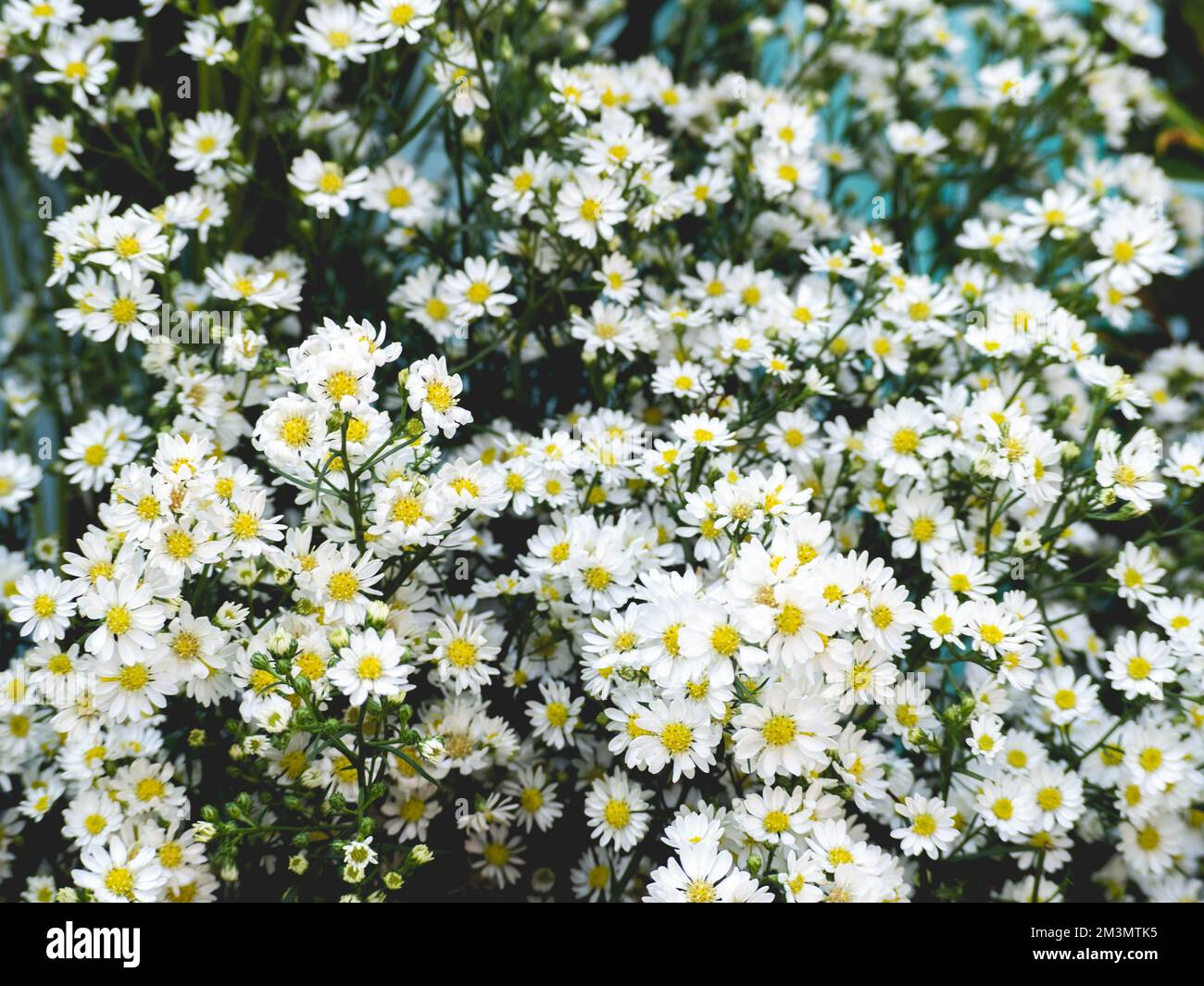Cespugli e foglie di fiori bianchi e gialli Foto Stock