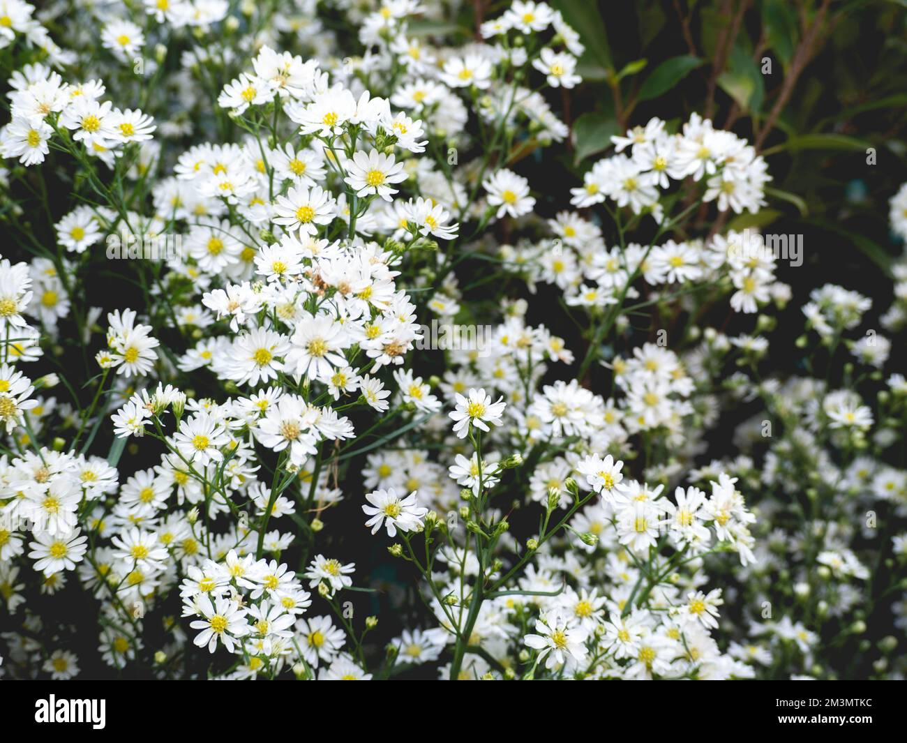 Cespugli e foglie di fiori bianchi e gialli Foto Stock