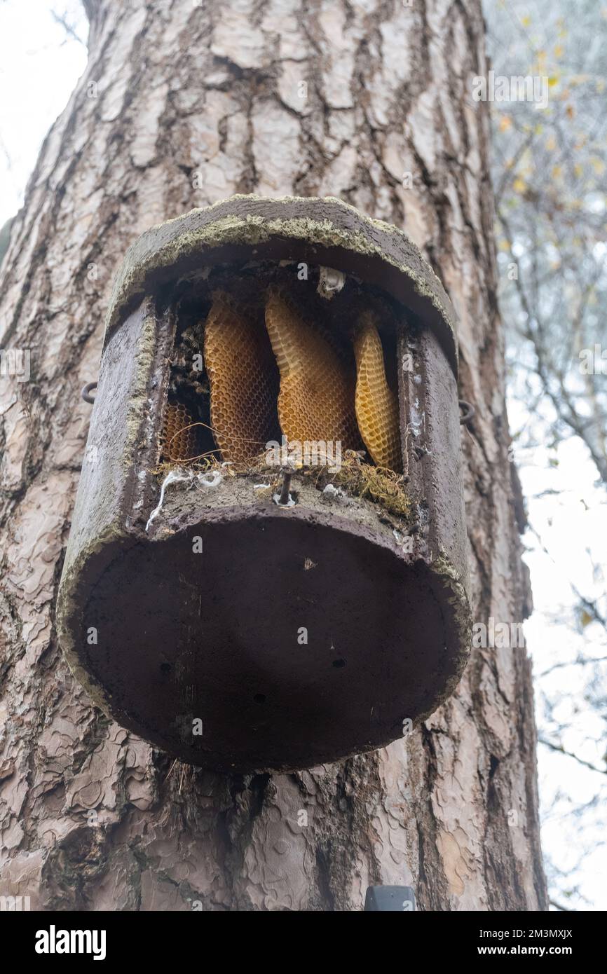 Nido d'ape di miele selvatico che mostra la struttura a nido d'ape (alveare naturale di Apis mellifera) in una grande scatola di uccelli, Regno Unito Foto Stock