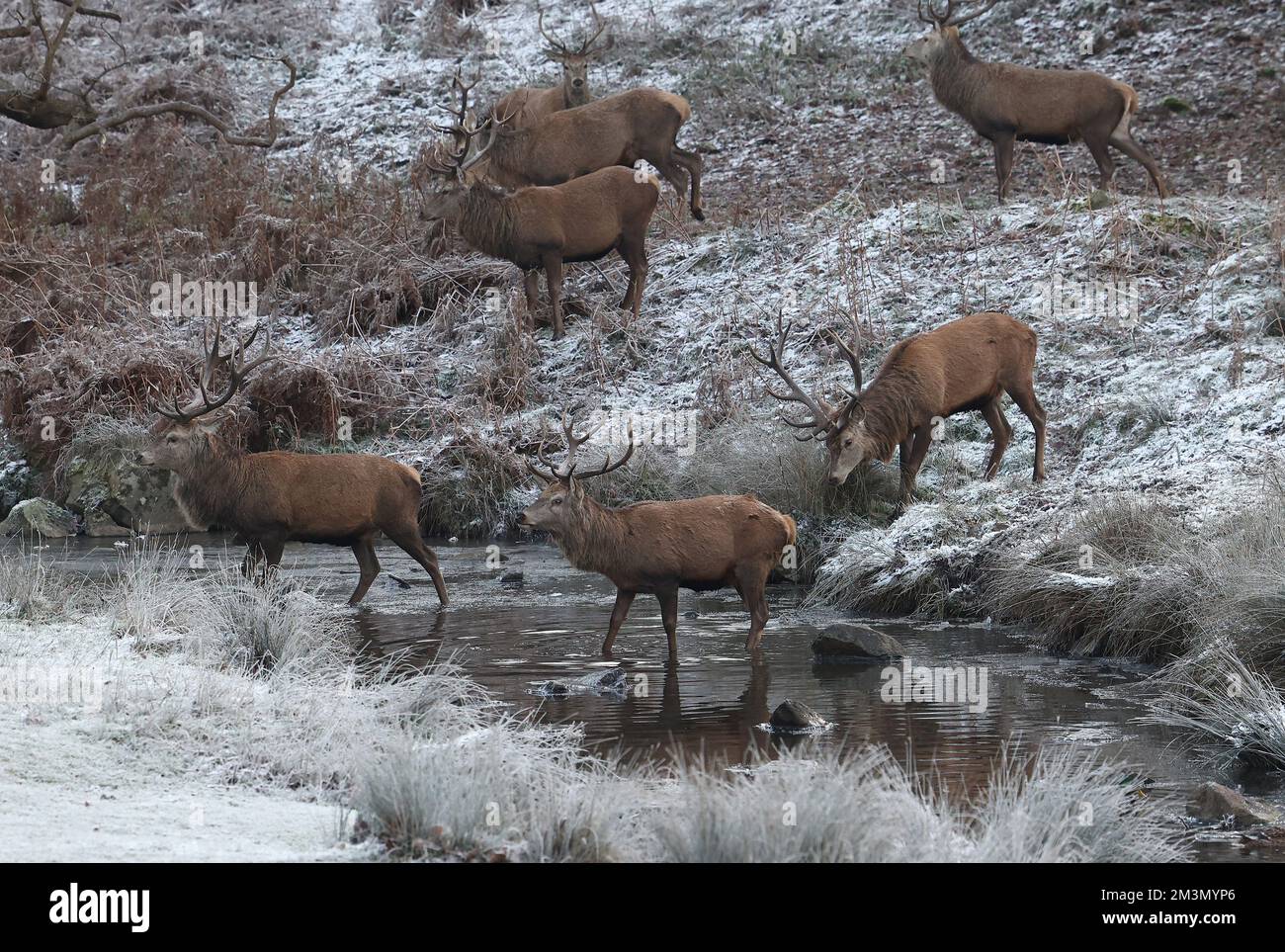 Newtown Linford, Leicestershire, Regno Unito. 16th dicembre 2022. Meteo nel Regno Unito. I cervi attraversano il fiume Lin nel Bradgate Park mentre le condizioni del vino continuano a influenzare il Regno Unito. Credit Darren Staples/Alamy Live News. Foto Stock