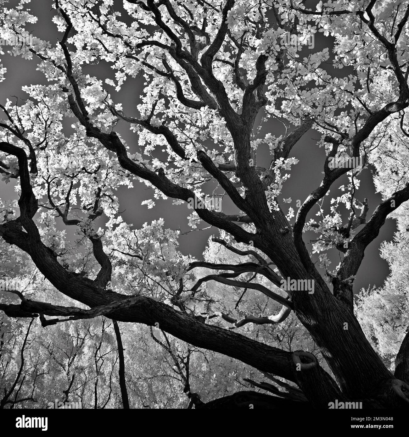 Immagine infrarossa in bianco e nero di antico bosco di quercia un'antica foresta medievale di caccia reale con resti viventi e di quercia sessile Foto Stock