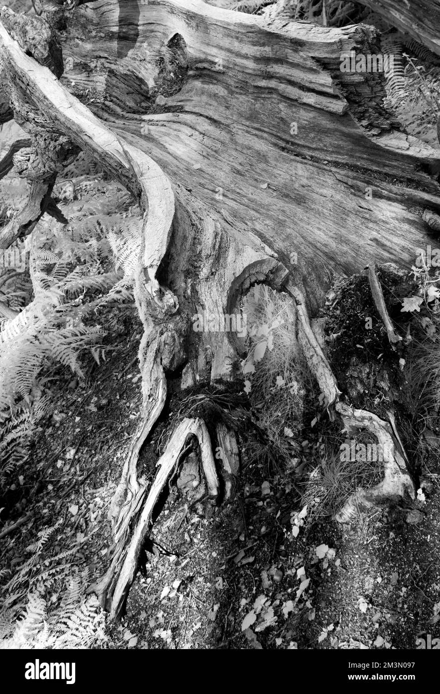 Fotografia in bianco e nero tronco di quercia residuo Cannock Chase AONB Area di eccezionale bellezza naturale in Staffordshire Inghilterra Regno Unito Foto Stock
