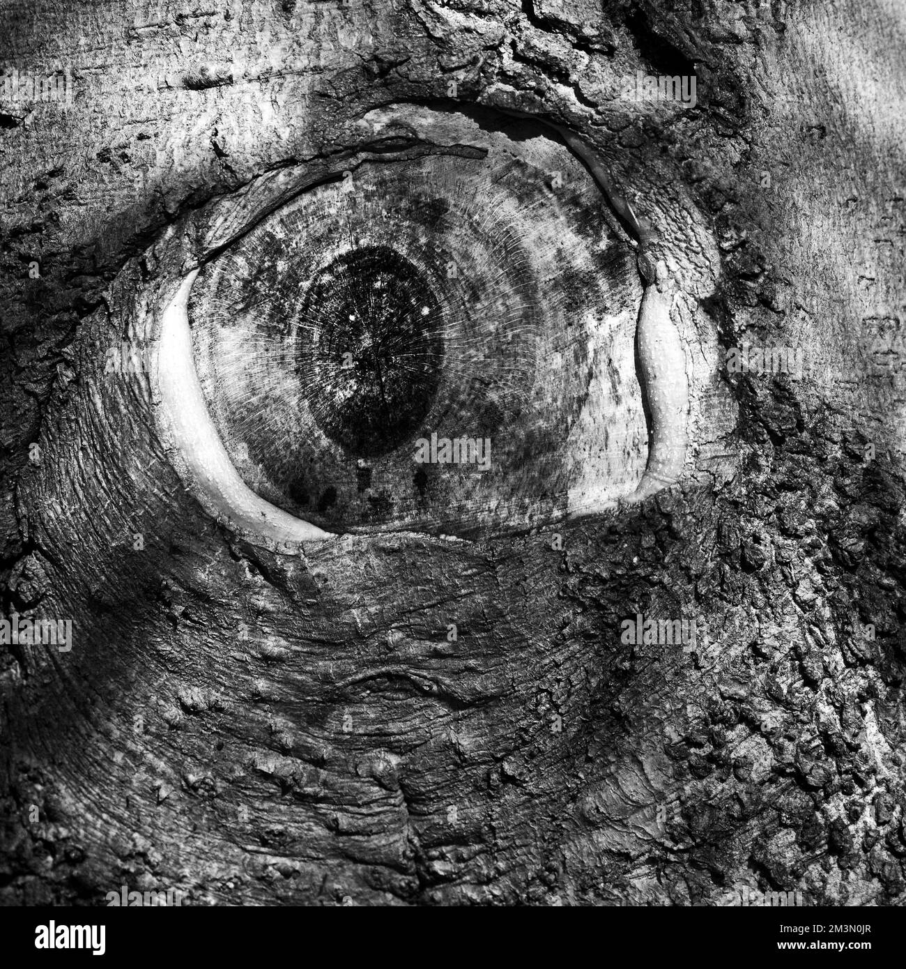Immagini artistiche in bianco e nero di primo piano dettaglio naturale del disegno imperfezione faggio Foto Stock