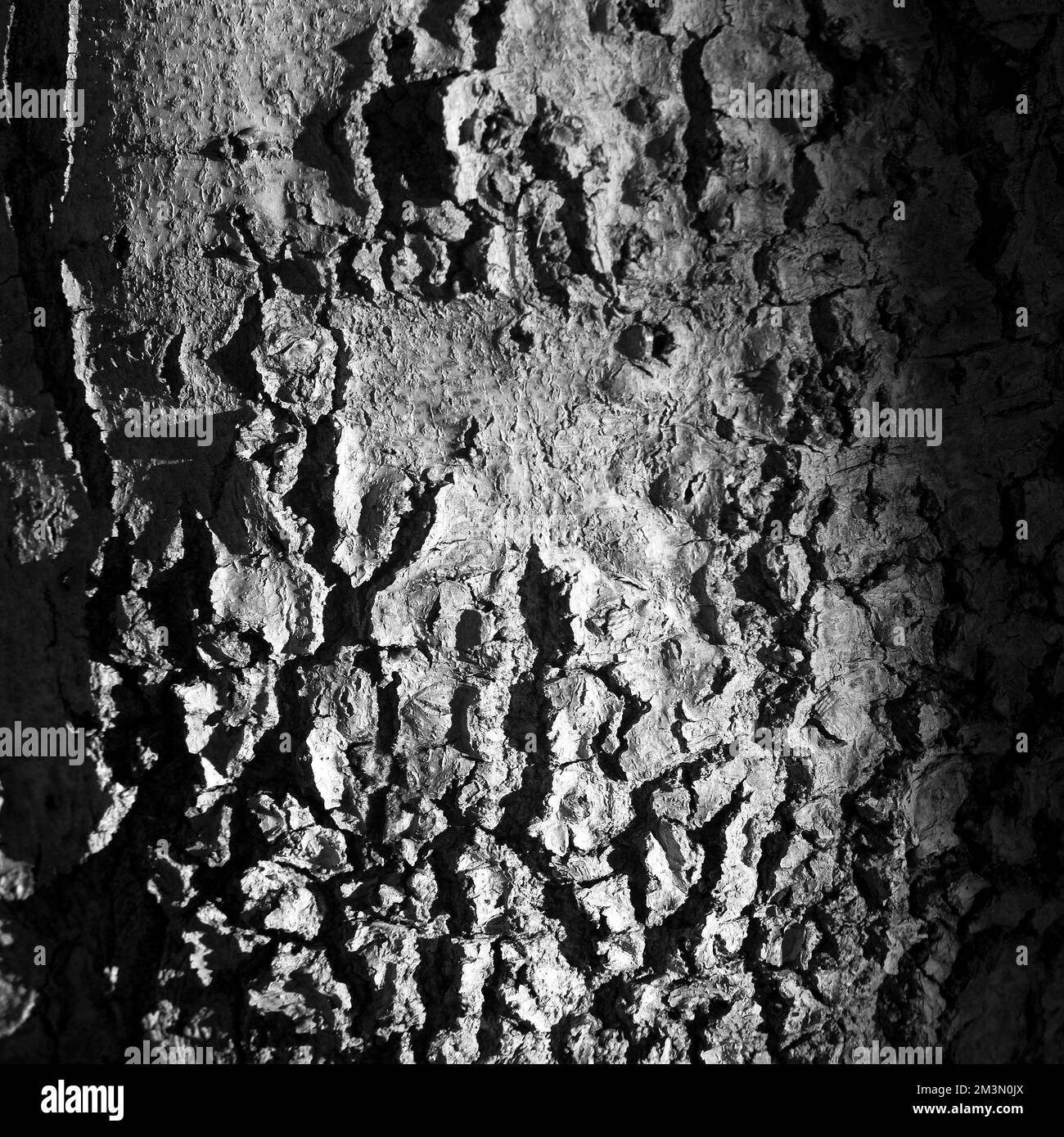 Immagini artistiche in bianco e nero di primo piano dettaglio naturale del disegno imperfezione faggio Foto Stock