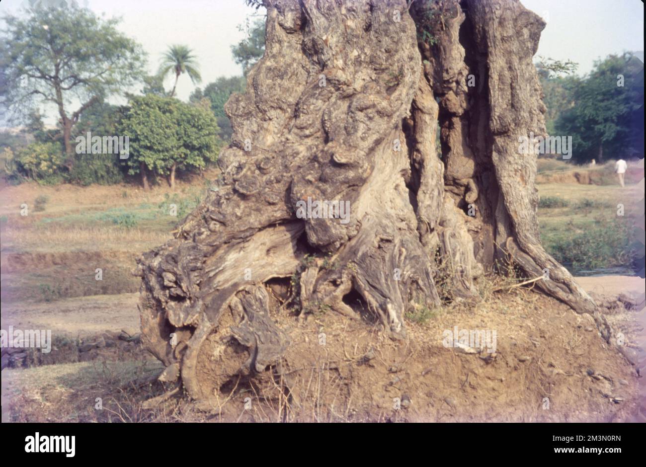 In botanica, il tronco (o bolo) è il gambo e l'asse principale del legno di un albero, che è una caratteristica importante nell'identificazione dell'albero, e che spesso differisce marcatamente dal fondo del tronco alla parte superiore, secondo la specie. Il tronco è la parte più importante dell'albero per la produzione di legname. Foto Stock