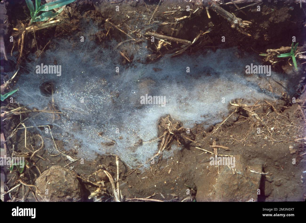 In condizioni ambientali favorevoli, le spore fungine germinano e formano l'iphae. Durante questo processo, la spora assorbe acqua attraverso la sua parete, il citoplasma si attiva, avviene la divisione nucleare, e più citoplasma viene sintetizzato. La parete cresce inizialmente come una struttura sferica. Mold crescite, o colonie, possono iniziare a crescere su una superficie umida entro 24 a 48 ore. Si riproducono con spore - minuscoli e leggeri "semi" - che viaggiano attraverso l'aria. Le muffe digeriscono il materiale organico, distruggendo eventualmente il materiale su cui crescono, e poi si diffondono per distruggere il materiale organico adiacente. Foto Stock