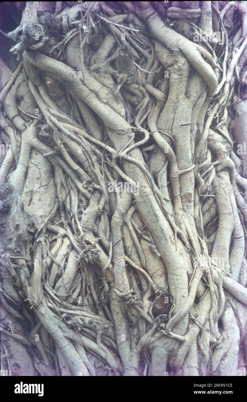 In botanica, il tronco (o bolo) è il gambo e l'asse principale del legno di un albero, che è una caratteristica importante nell'identificazione dell'albero, e che spesso differisce marcatamente dal fondo del tronco alla parte superiore, secondo la specie. Il tronco è la parte più importante dell'albero per la produzione di legname. Foto Stock