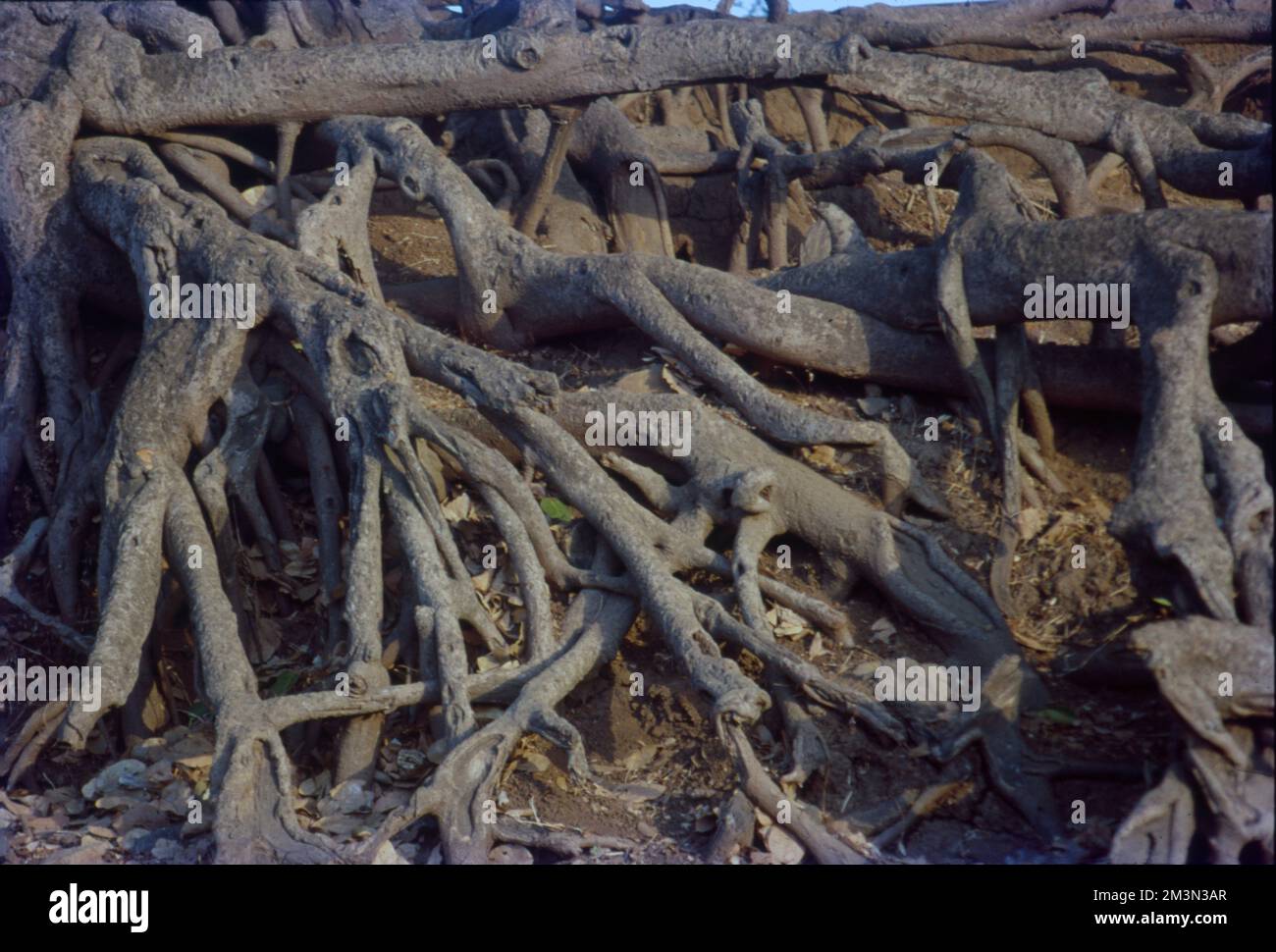 In botanica, il tronco (o bolo) è il gambo e l'asse principale del legno di un albero, che è una caratteristica importante nell'identificazione dell'albero, e che spesso differisce marcatamente dal fondo del tronco alla parte superiore, secondo la specie. Il tronco è la parte più importante dell'albero per la produzione di legname. Foto Stock