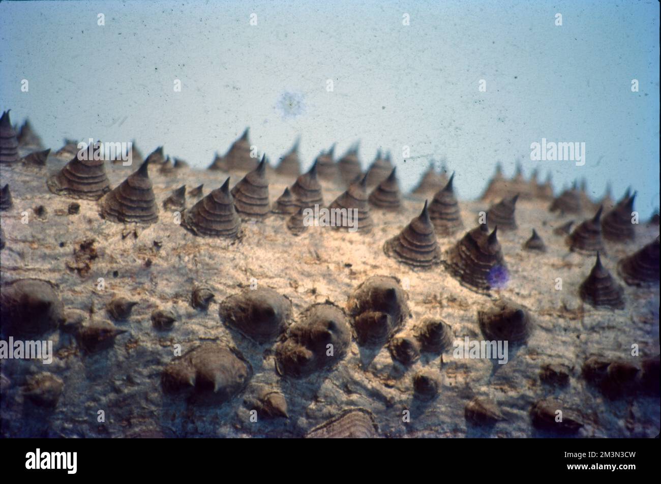 In botanica, il tronco (o bolo) è il gambo e l'asse principale del legno di un albero, che è una caratteristica importante nell'identificazione dell'albero, e che spesso differisce marcatamente dal fondo del tronco alla parte superiore, secondo la specie. Il tronco è la parte più importante dell'albero per la produzione di legname. Foto Stock