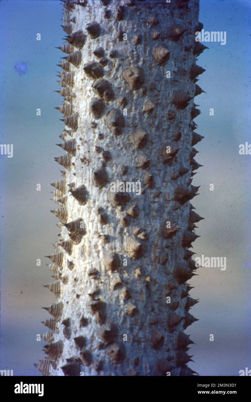 In botanica, il tronco (o bolo) è il gambo e l'asse principale del legno di un albero, che è una caratteristica importante nell'identificazione dell'albero, e che spesso differisce marcatamente dal fondo del tronco alla parte superiore, secondo la specie. Il tronco è la parte più importante dell'albero per la produzione di legname. Foto Stock