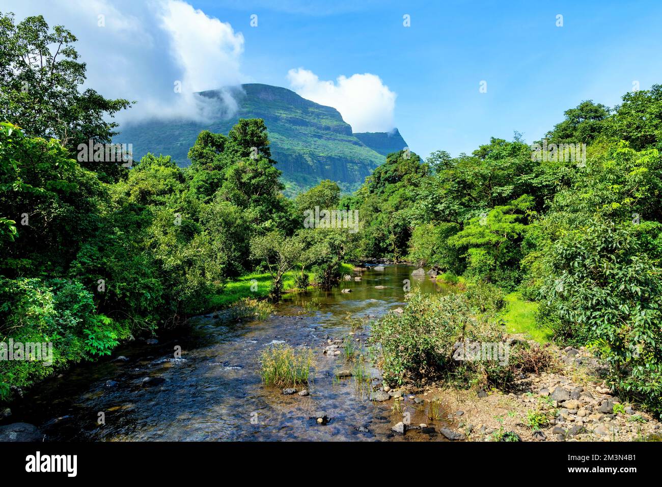 Riserva naturale di Kalsubai Harishchandragad, catena montuosa di Sahyadri, Ghat occidentale, Maharashtra, India Foto Stock