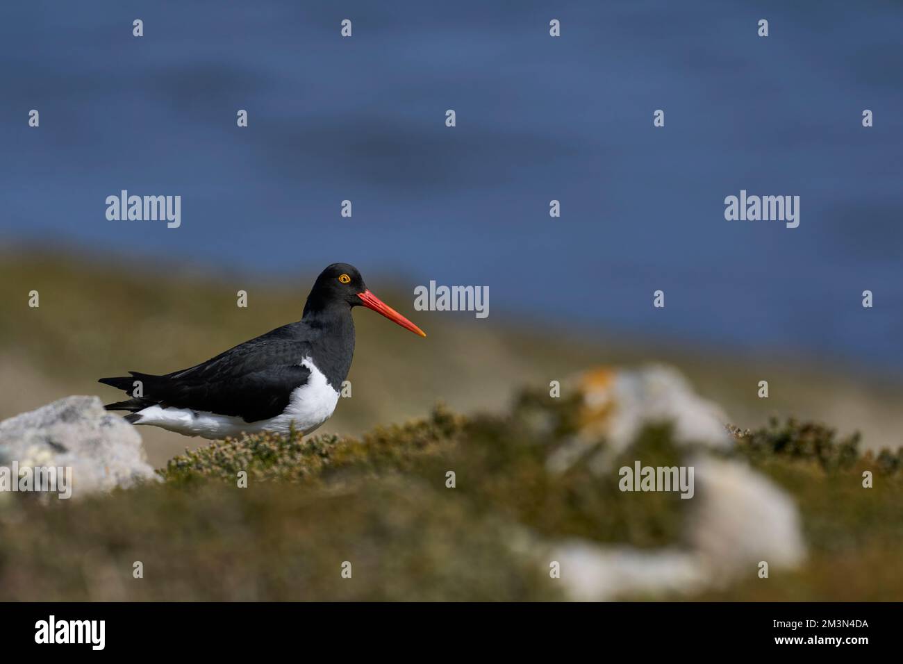 Magellanic Oystercatcher (Haematopus leucopodus) sulla costa dell'Isola delle carcasse nelle Isole Falkland. Foto Stock