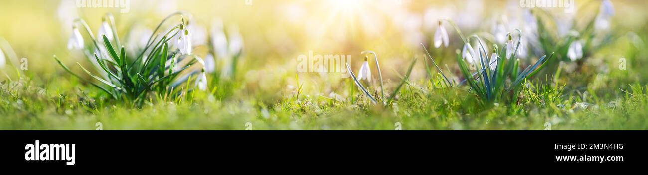 Campo verde primaverile con fragile nevicata in fiore. Foto Stock