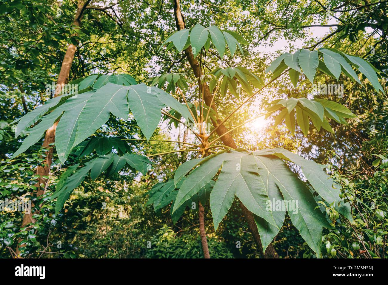 Tetrapanax papyrifer o pianta di carta di riso - è endemico all'arbusto di Taiwan ed ampiamente usato nella medicina di erbe cinese Foto Stock