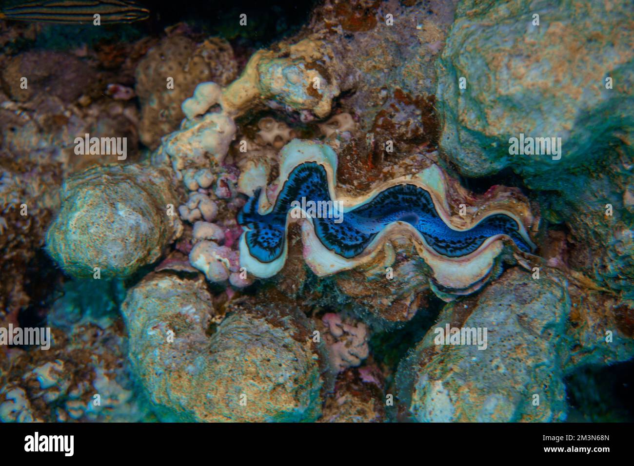 Belle vongole, cozze nel Mar Rosso in Egitto. Acqua blu. Rilassato, Hurghada, animale, Immersioni subacquee, Oceano, Sotto il mare, sottomarino Foto Stock