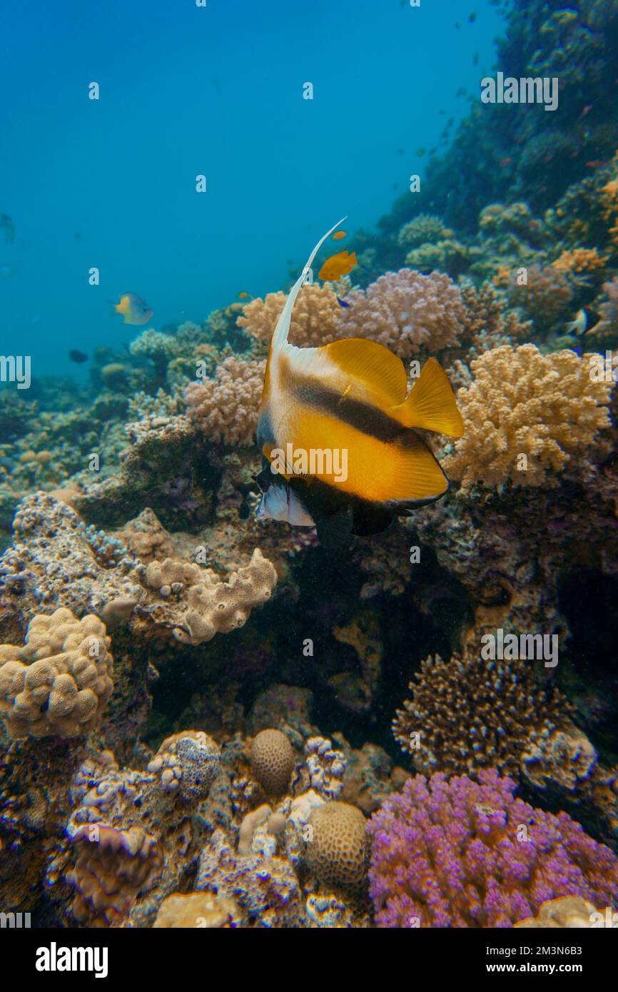 Un bel pesce di corallo giallo nella colorata barriera corallina nel Mar Rosso in Egitto. Scuba Diving fotografia subacquea Foto Stock