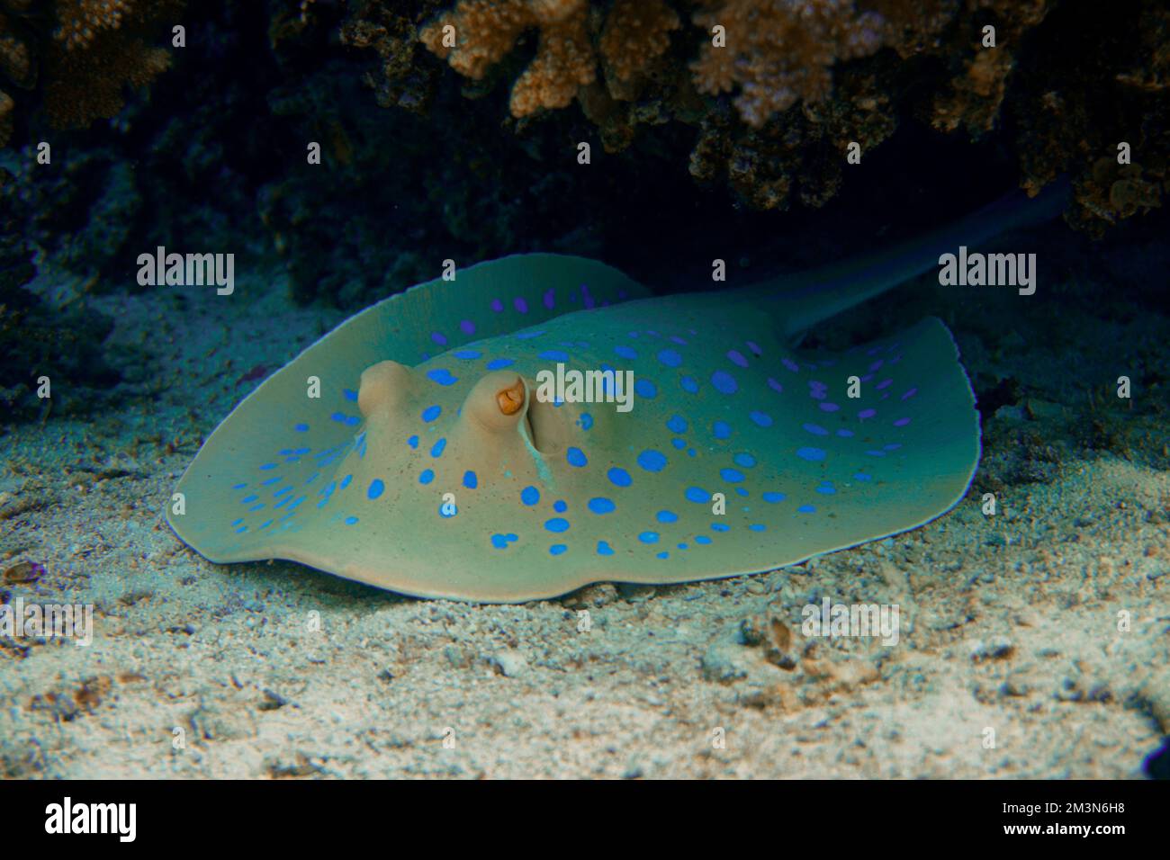 Una pastinaca macchiata blu che nuota nella zona di sabbia della colorata barriera corallina nel Mar Rosso in Egitto. Scuba Diving fotografia subacquea Foto Stock