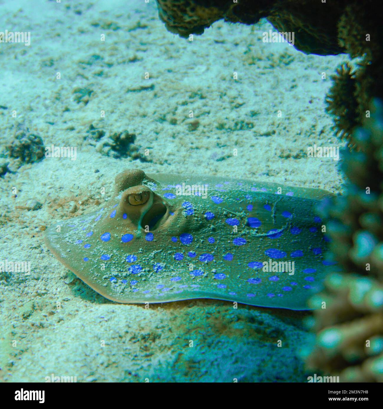 Una pastinaca macchiata blu che nuota nella zona di sabbia della colorata barriera corallina nel Mar Rosso in Egitto. Scuba Diving fotografia subacquea Foto Stock