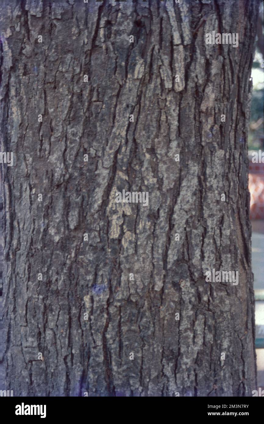 In botanica, il tronco (o bolo) è il gambo e l'asse principale del legno di un albero, che è una caratteristica importante nell'identificazione dell'albero, e che spesso differisce marcatamente dal fondo del tronco alla parte superiore, secondo la specie. Il tronco è la parte più importante dell'albero per la produzione di legname. Foto Stock