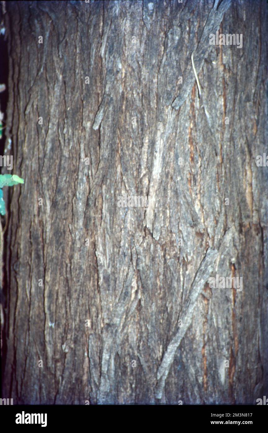 In botanica, il tronco (o bolo) è il gambo e l'asse principale del legno di un albero, che è una caratteristica importante nell'identificazione dell'albero, e che spesso differisce marcatamente dal fondo del tronco alla parte superiore, secondo la specie. Il tronco è la parte più importante dell'albero per la produzione di legname. Foto Stock