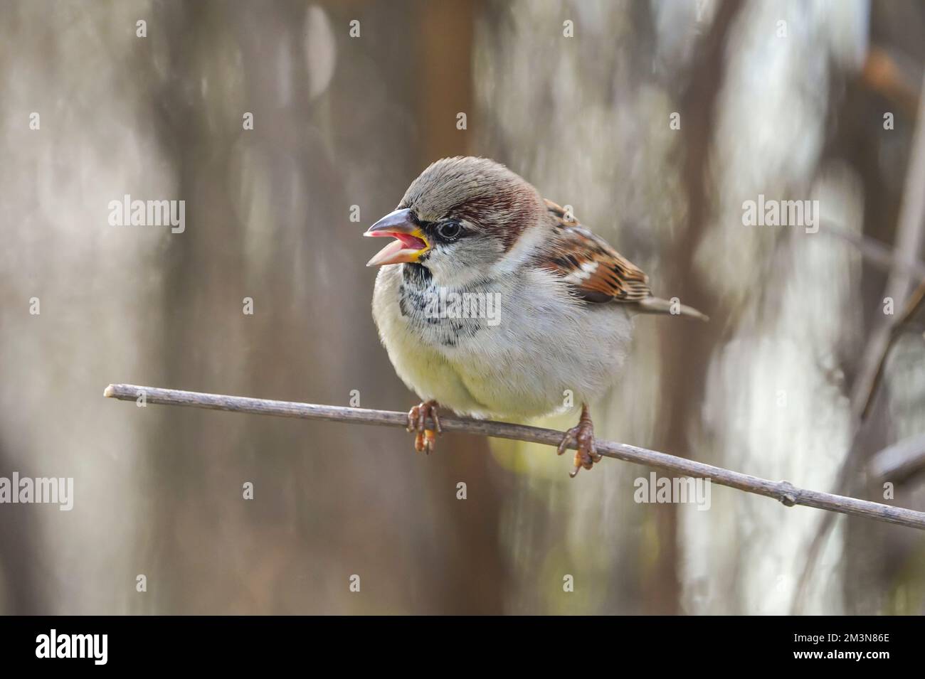 Passera di casa, Passer domesticus (maschio) arroccato su una filiale, Spagna. Foto Stock