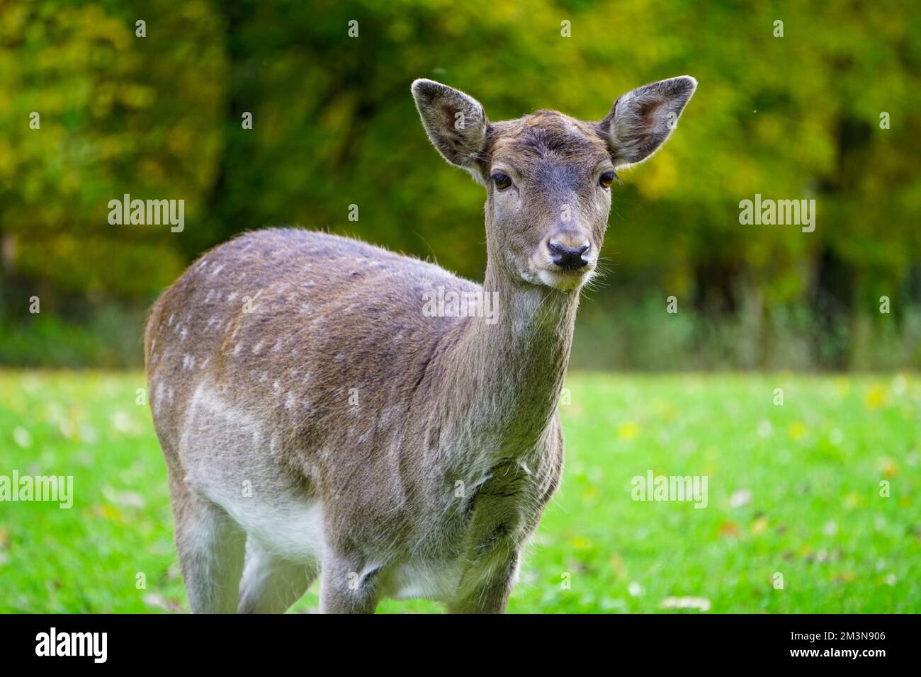 Bellissimo cervi nel verde parco erba Foto Stock
