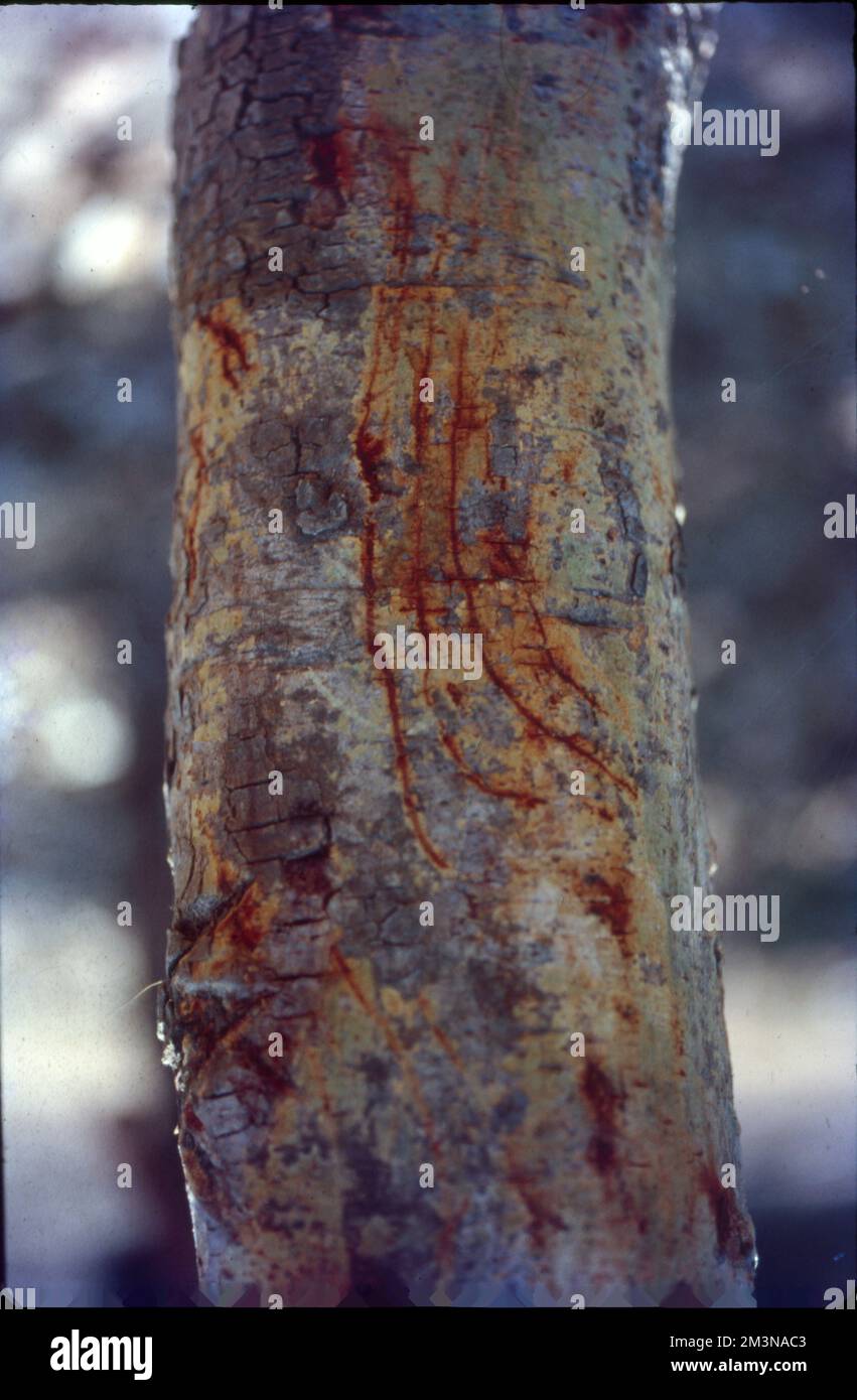 In botanica, il tronco (o bolo) è il gambo e l'asse principale del legno di un albero, che è una caratteristica importante nell'identificazione dell'albero, e che spesso differisce marcatamente dal fondo del tronco alla parte superiore, secondo la specie. Il tronco è la parte più importante dell'albero per la produzione di legname. Foto Stock