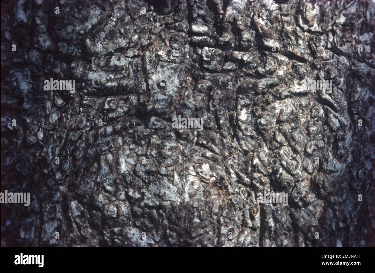 In botanica, il tronco (o bolo) è il gambo e l'asse principale del legno di un albero, che è una caratteristica importante nell'identificazione dell'albero, e che spesso differisce marcatamente dal fondo del tronco alla parte superiore, secondo la specie. Il tronco è la parte più importante dell'albero per la produzione di legname. Foto Stock