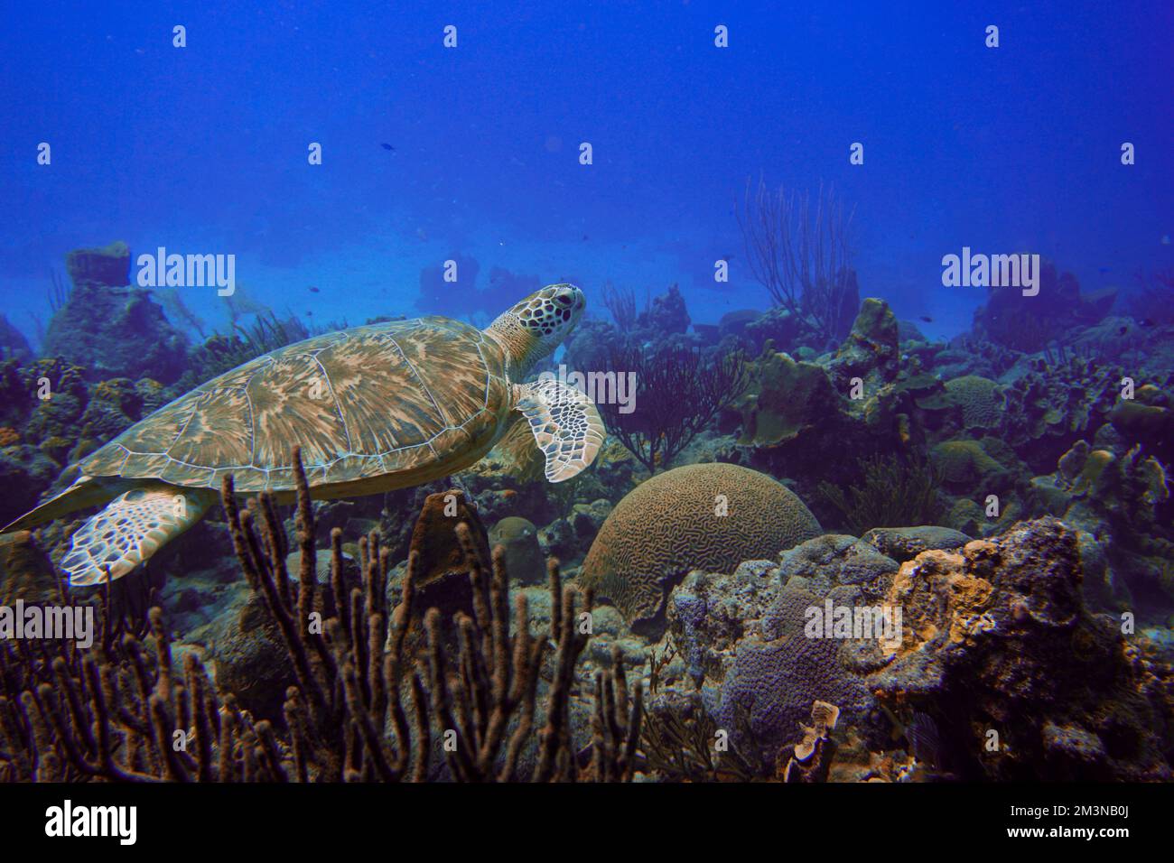 Bella tartaruga del Mar Verde nuotare nel Mar dei Caraibi. Acqua blu. Rilassato, Curacao, Aruba, Bonaire, Scuba Diving, Oceano, sottomarino Foto Stock