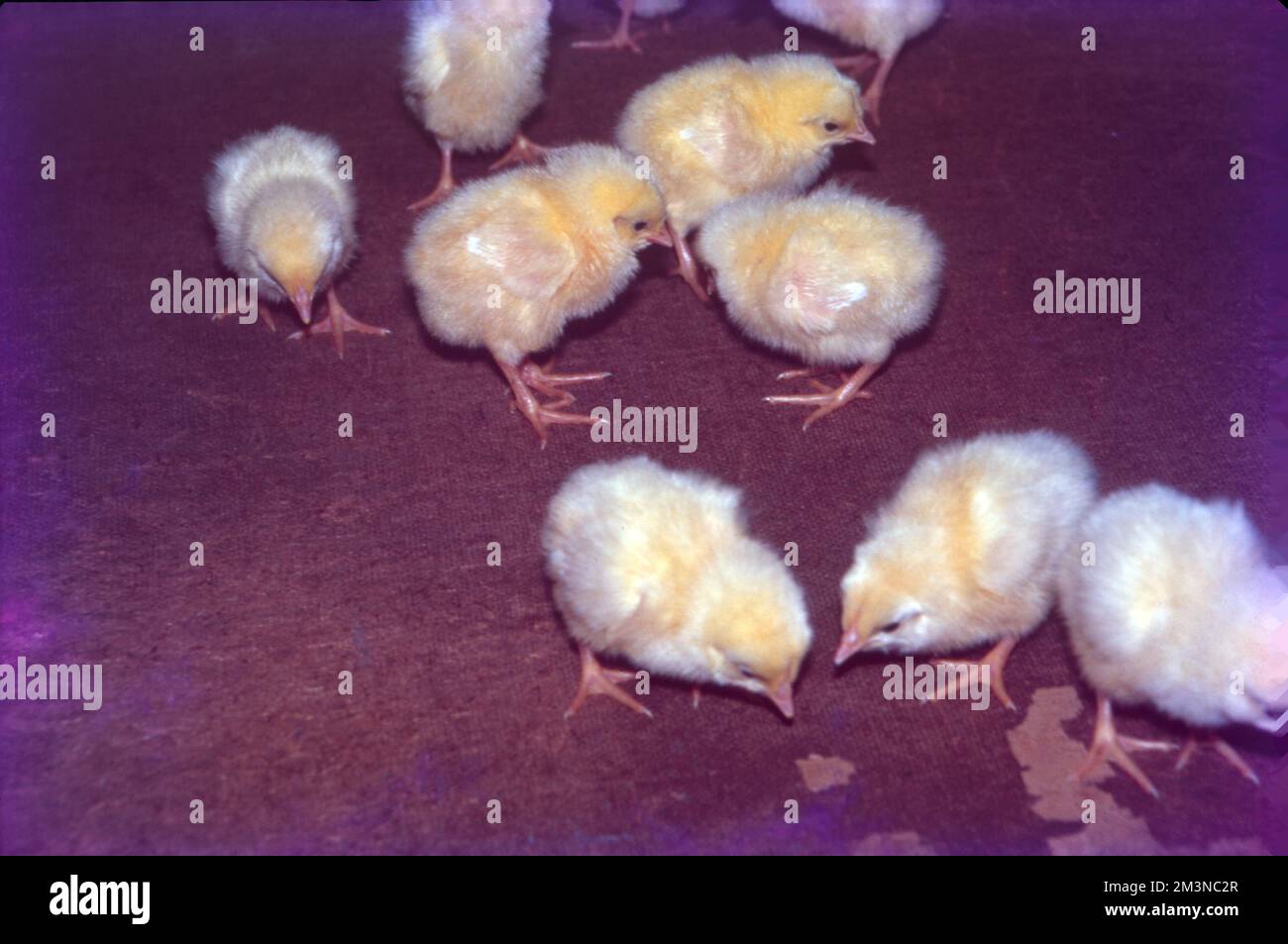 Pollame Fattoria a Nammakal, Tamil Nadu:- l'allevamento di pollame è favorevole per la produzione di uova e carne per scopi commerciali. Milioni di polli sono allevati in tutto il mondo come una buona fonte di cibo sotto forma di uova e carne. Foto Stock