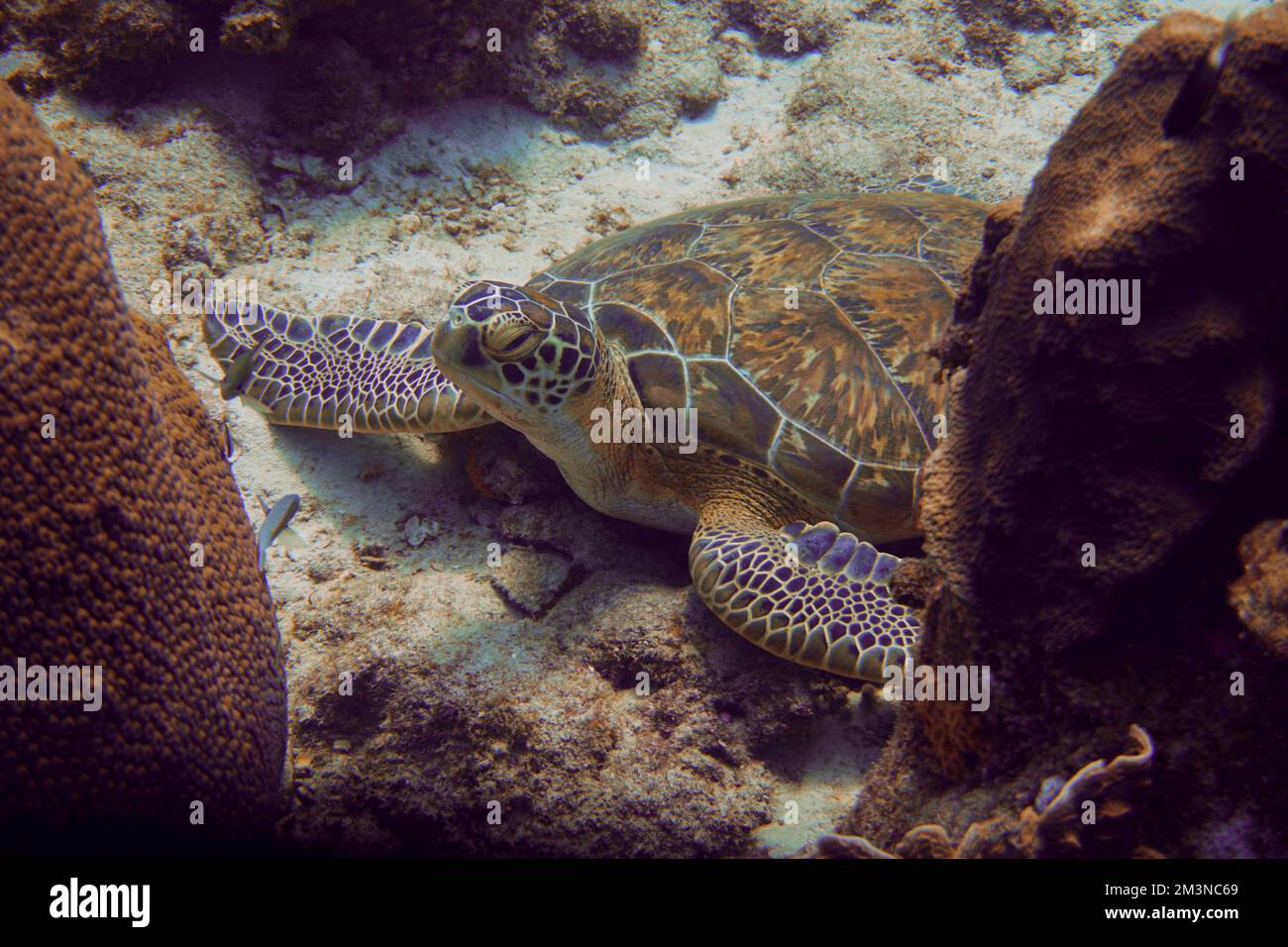 Bella tartaruga del Mar Verde nuotare nel Mar dei Caraibi. Acqua blu. Rilassato, Curacao, Aruba, Bonaire, Scuba Diving, Oceano, sottomarino Foto Stock