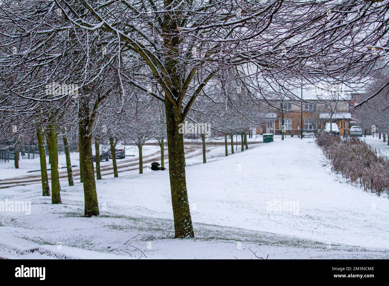 Dundee, Tayside, Scozia, Regno Unito. 16th Dec, 2022. Il tempo del Regno Unito: Le temperature sono scese ben al di sotto del congelamento durante la notte nel nord-est della Scozia, con conseguenti pesanti fiurie di neve che hanno oscurato le strade della città. Le nevicate in cima al gelo duro hanno reso le condizioni estremamente pericolose per gli automobilisti ed i pedoni che sono fuori shopping di Natale a Dundee. Credit: Dundee Photographics/Alamy Live News Foto Stock