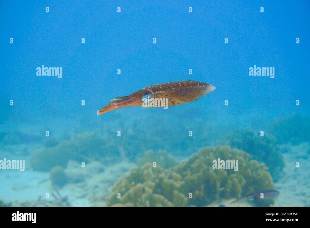 Bel calamaro marrone nuotare nelle acque blu del mare caraibico dell'isola di Curacao. Subacquea, Immersioni subacquee, Calamari Foto Stock