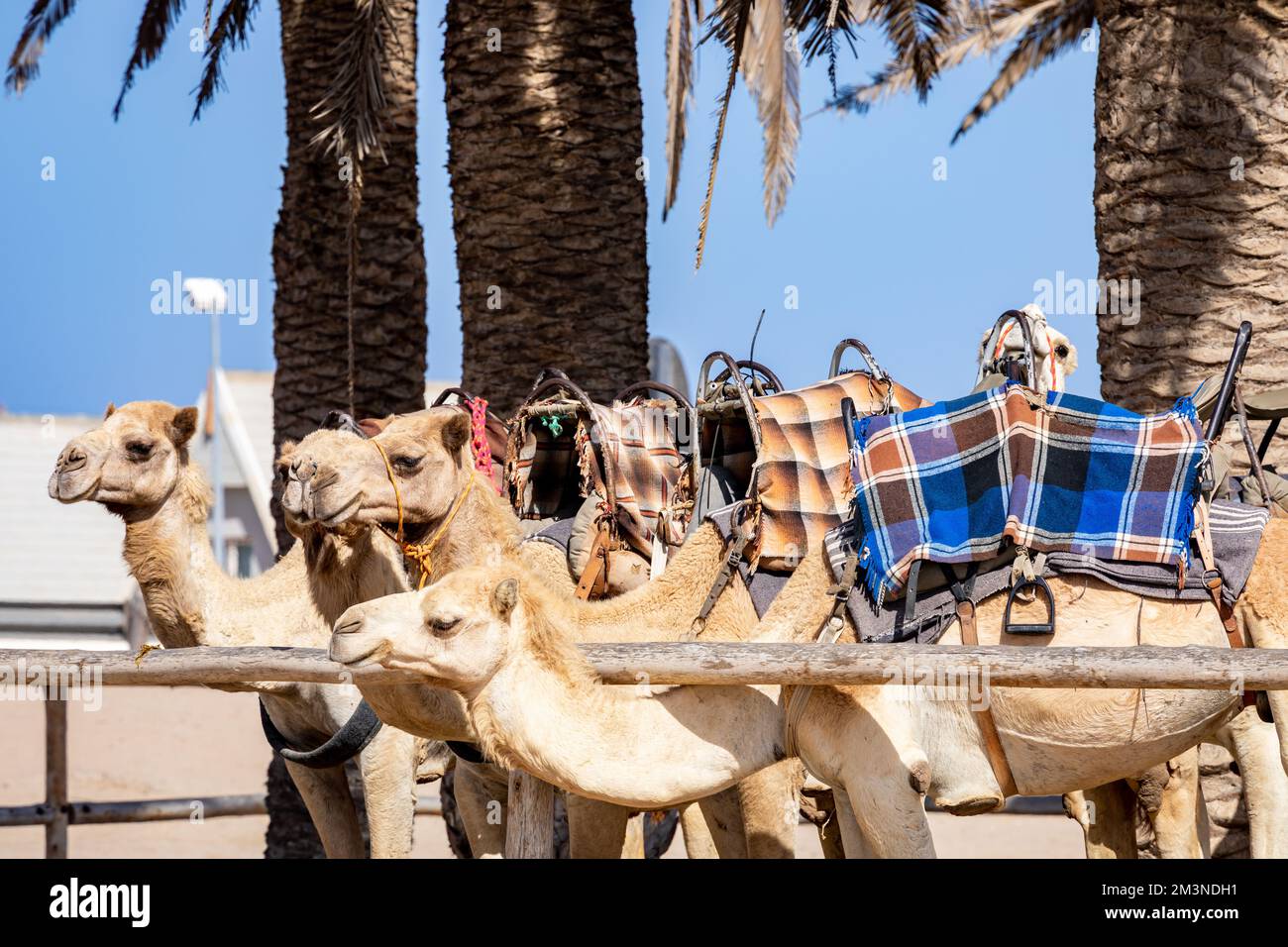 Gite in cammello nel deserto del Namib in Namibia. Popolare attrazione turistica a Swakopmund. Namibia. Africa. Foto Stock