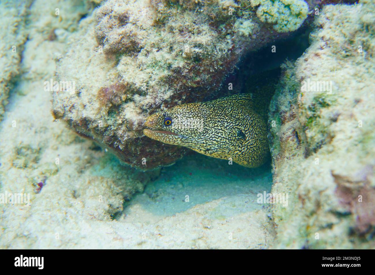 Una bella muraglia macchiata anguilla nella colorata barriera corallina. Scuba Diving fotografia subacquea Foto Stock