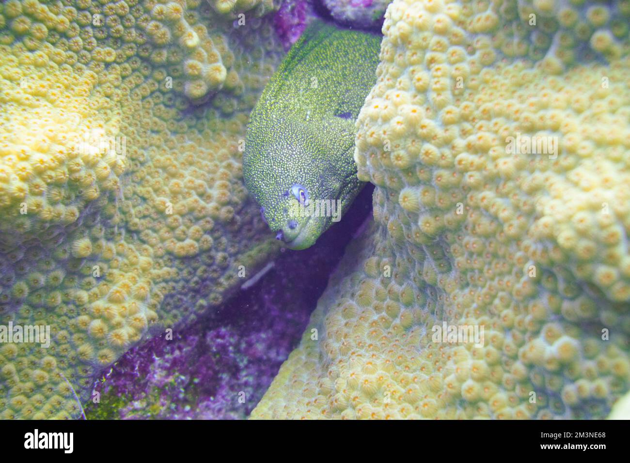 Una bella muraglia macchiata anguilla nella colorata barriera corallina. Scuba Diving fotografia subacquea Foto Stock