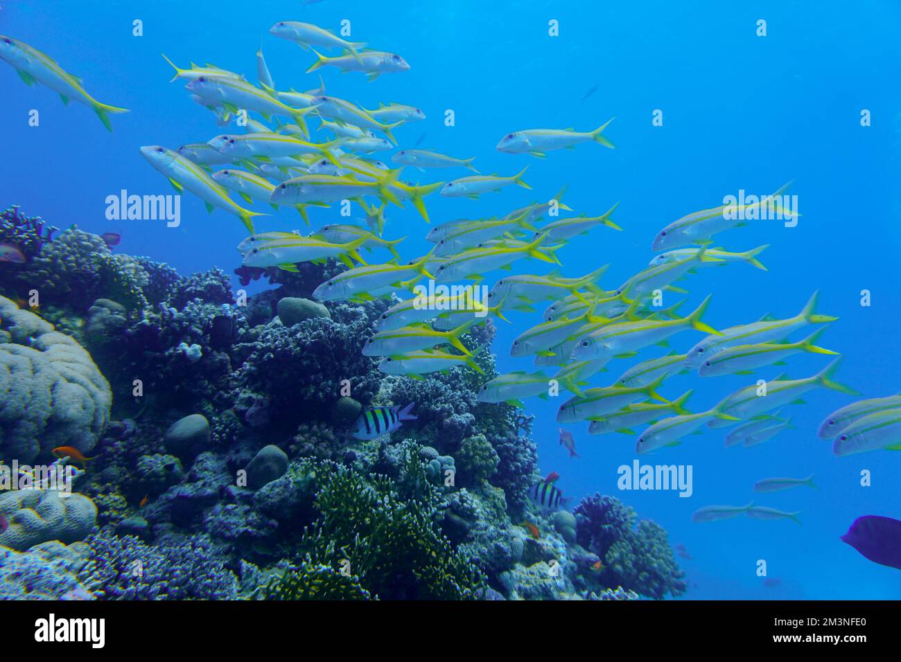Bel pesce di capra, pesce di capra nuotare nel Mar Rosso in Egitto. Acqua blu. Rilassato, Hurghada, Sharm El Sheikh, animale, immersioni subacquee, oceano, Sott'acqua Foto Stock Bel pesce di capra, pesce di capra nuotare nel Mar Rosso in Egitto. Acqua blu. Rilassato, Hurghada, Sharm El Sheikh, animale, immersioni subacquee, oceano, Sott'acqua Foto Stock