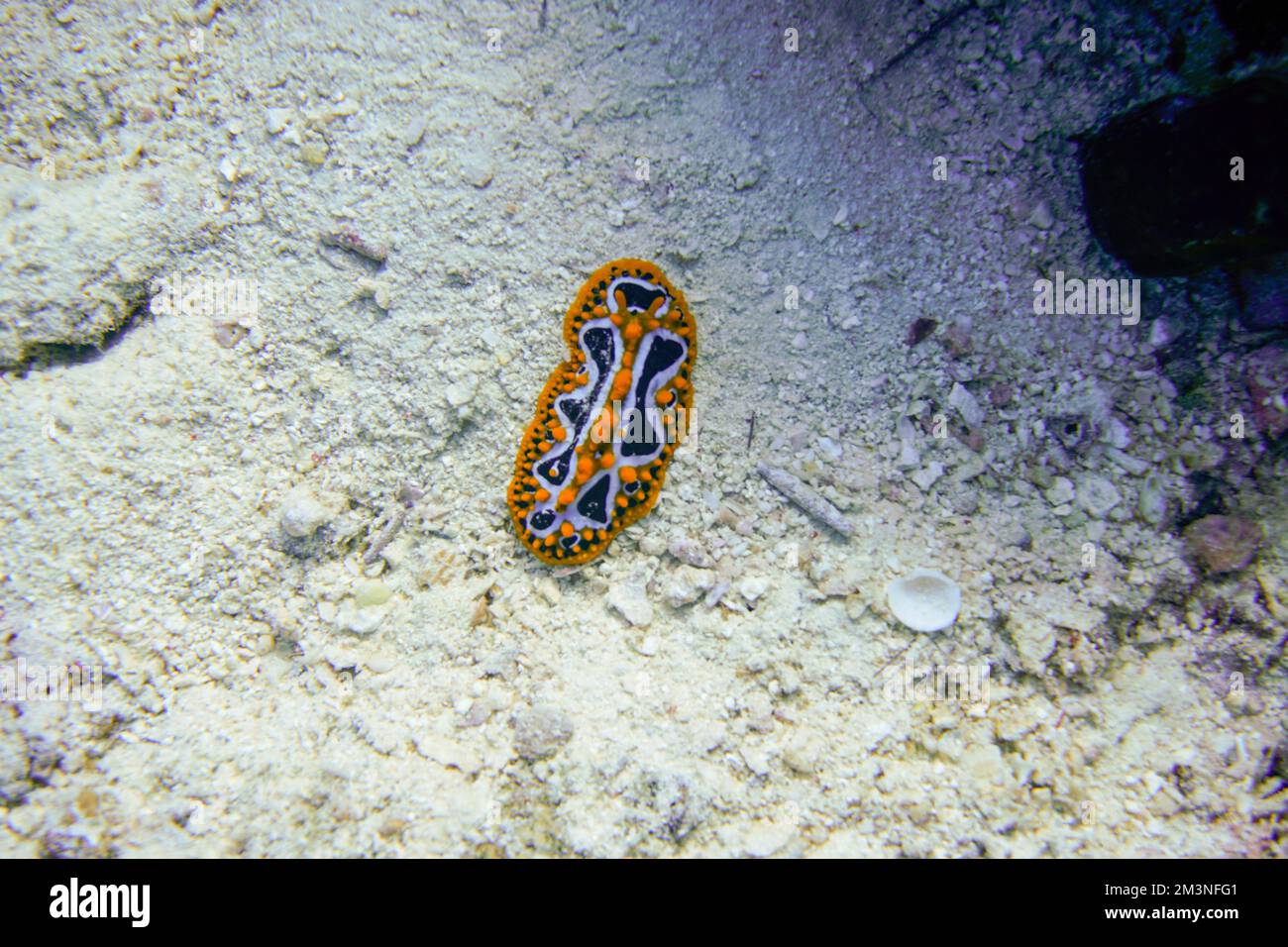 Bellissimo mare colorato slug Foto Stock