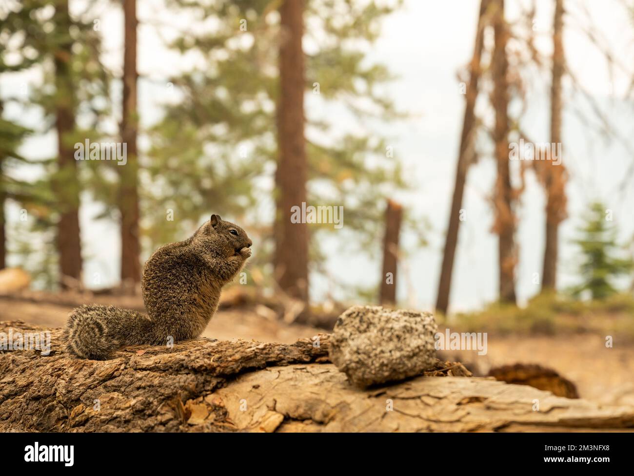 Fat Squirrel si ferma per uno spuntino sul Fallen Tree nel Parco Nazionale di Yosemite Foto Stock