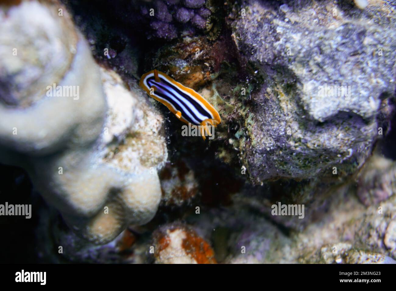 Bellissimo mare colorato slug Foto Stock