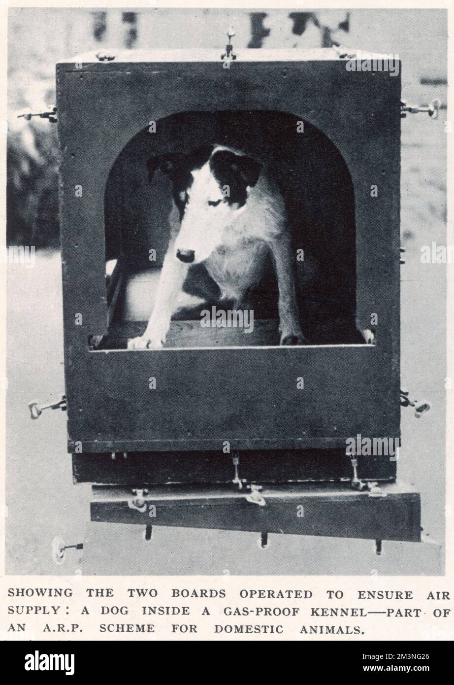 Un cane all'interno di un canile a prova di gas, parte di un sistema A.R.P. per gli animali domestici allo scoppio della seconda guerra mondiale. Data: Settembre 1939 Foto Stock
