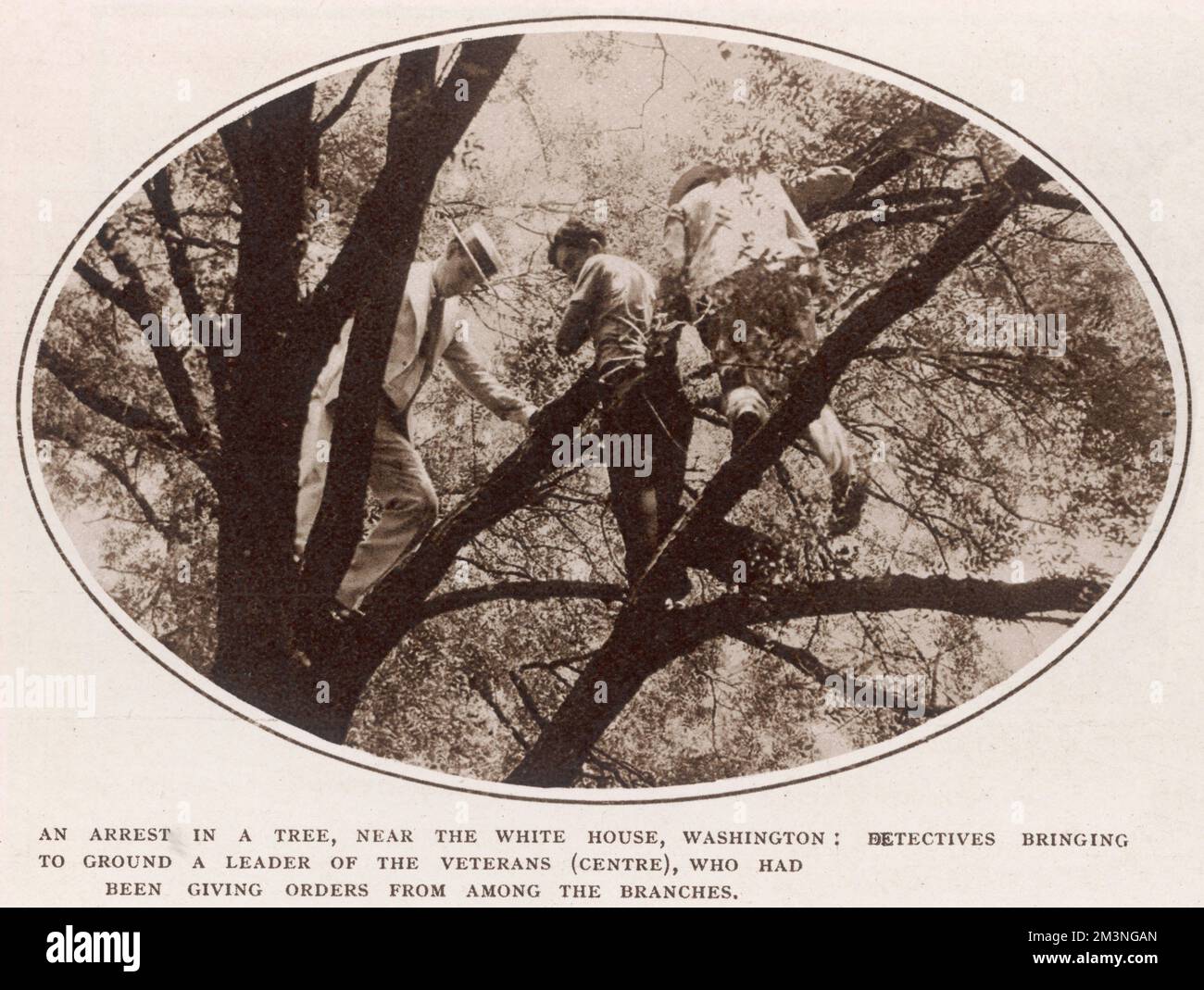 Un arresto in un albero, vicino alla Casa Bianca, Washington: Detective che porta a terra un leader dei veterani (centro), che ha dato ordini tra i rami. Data: Luglio 1932 Foto Stock