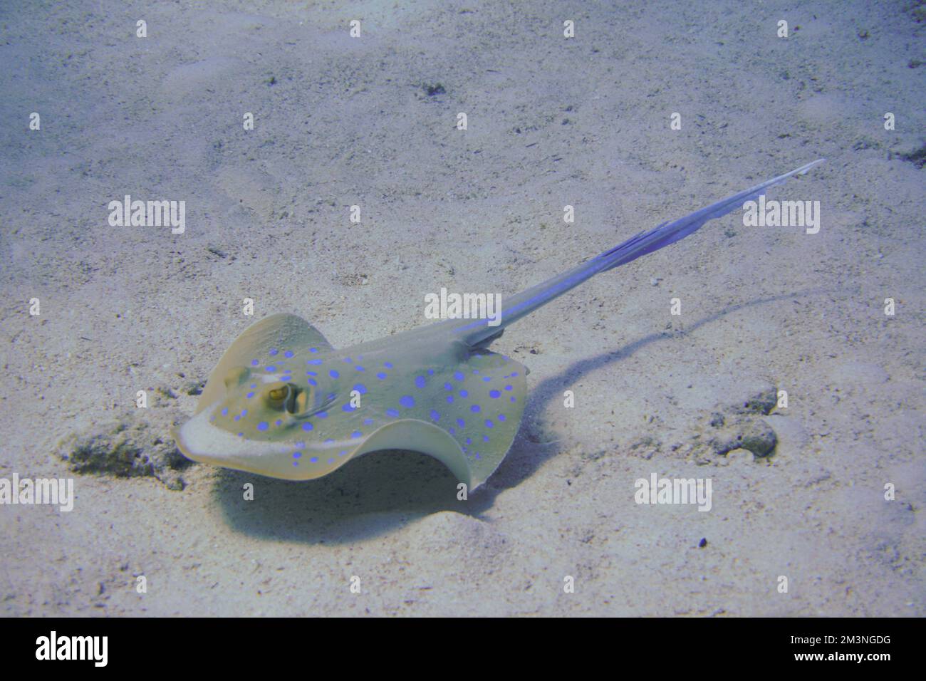 Una pastinaca macchiata blu che nuota nella zona di sabbia della colorata barriera corallina nel Mar Rosso in Egitto. Scuba Diving fotografia subacquea Foto Stock